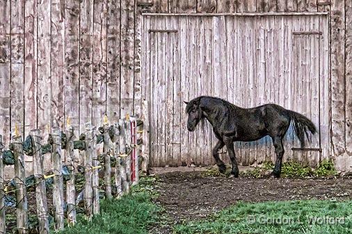 Horse In Barnyard_DSCF02199.jpg - Photographed near Smiths Falls, Ontario, Canada.